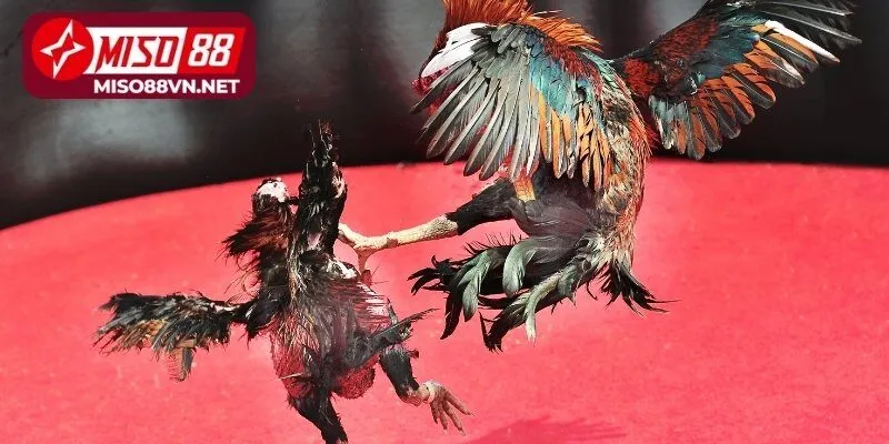 Chơi đá gà ws168 thắng lớn