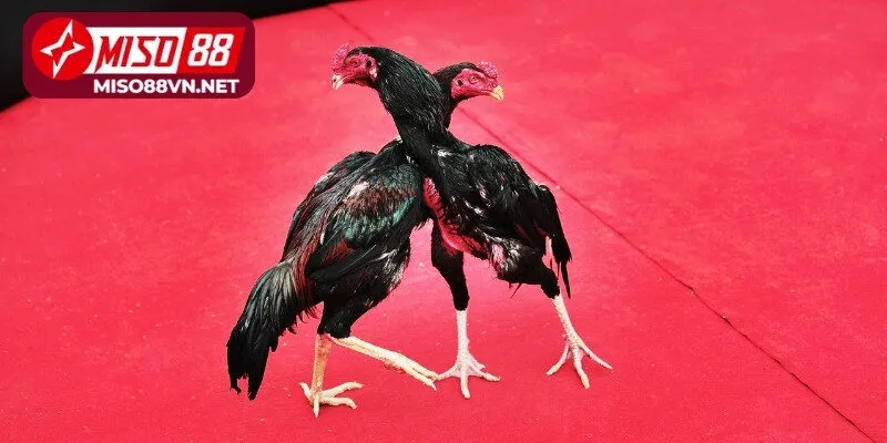 Thời gian chơi linh hoạt