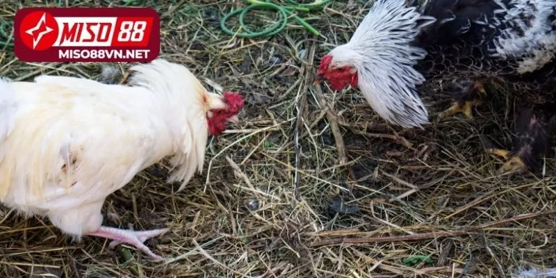 Tìm hiểu về Đá Gà trực tuyến